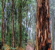 A Road Less Travelled - Victorian Alps (Vertical Crop) - The HDR Experience by Philip Johnson