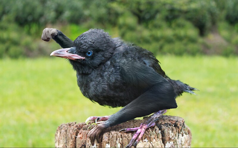 "Fist bumping baby Gibbon Raven" by Felfriast | Redbubble