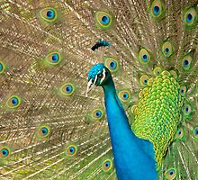 Colourful open tailed Peacock. by JeanNieman