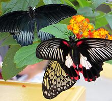 Who's the Fairest? by Sandra Fortier