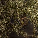 Thyme Piece by axp7884