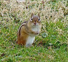 Irresistible Chipmunk Eyes by MotherNature
