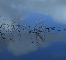 Reflections ... of a confusing branch by myraj