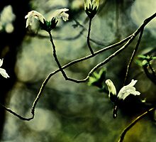 Happiness is...appreciate wild flowers... by Kornrawiee