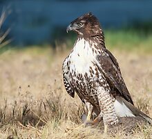 Red-tailed Hawk: A Successful Hunt by John Williams
