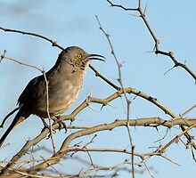 Curve-billed Thrasher Morning Song by Heather Pickard