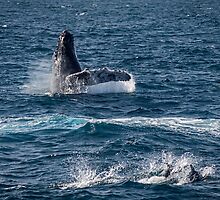 Playful sea mammals by Celeste Mookherjee