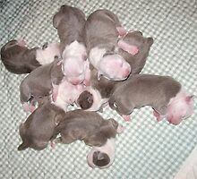 Sweet New Puppies by Ginny York