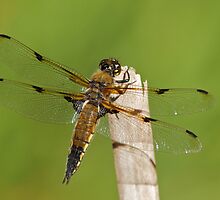 Four-spotted Chaser by Matthew Elliott