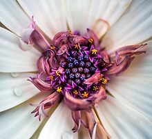 Waking up with a big smile and huge bedhead by alan shapiro