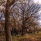 Country Lane Trees by axp7884