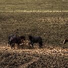 Horse Group by axp7884