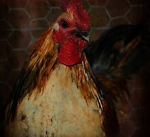 Portrait of Rooster by Ginger Barritt