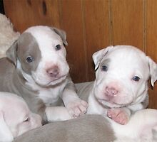 New Pups On The Block by Ginny York