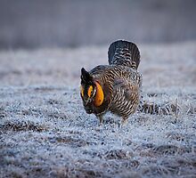 First Light 4 by Thomas Young