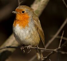 Robin, Erithacus rubecula by jbosak