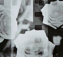 Rose Film by MsSLeboeuf