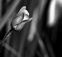ANENOME by Redtempa