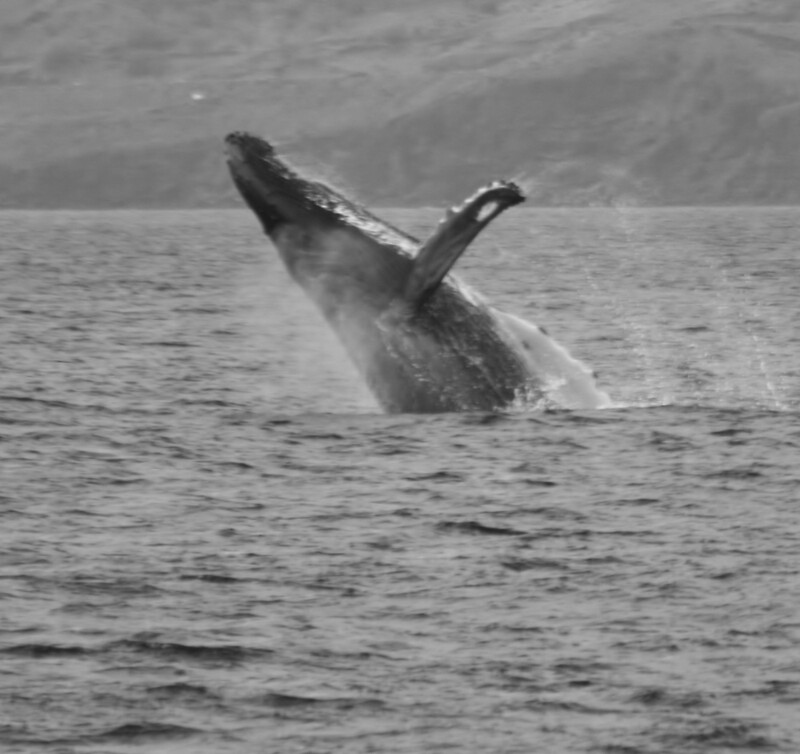 Of Whales And Men by R.B. Robertson Modern Antarctic Whaling Vintage 1954 Book Of Whales And Men by R.B. Robertson Modern Antarctic Whaling Vintage 1954 Book