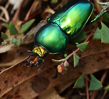Jewel In The Undergrowth by Aileen David