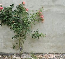 Rose bush by Talida Pacurar