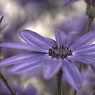 HDR Senetti #1 by axp7884