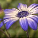 HDR Senetti #3 by axp7884