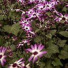 HDR Senetti Group by axp7884