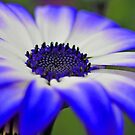 HDR Senetti #4 by axp7884