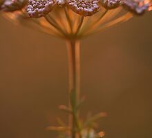 Simple Light Being by pusztafia
