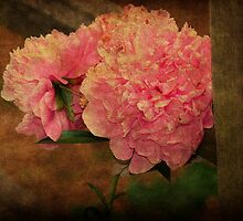 Peony by Ginger Barritt