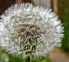 Dandelion by JEZ22
