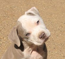 Can I Please? by Ginny York