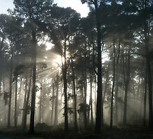 Foggy Forest by Tim Coleman