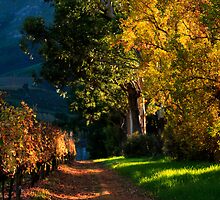 Road less travelled by Riana222