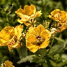 Nemesia Sundrops by axp7884