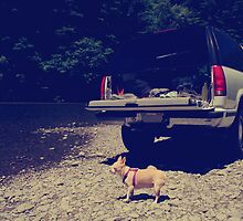 Daisy's Adventure by Laurie Search