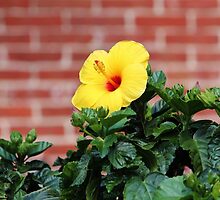 Yellow Hibiscus by Cynthia48