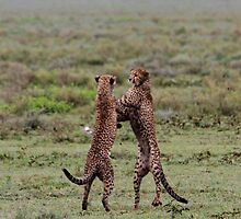 Stand Up Boxing ( Cheetah - Acinonyx jubatus raineyii) Southern Serengeti Tanzania by john Lenagan