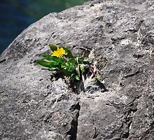 They'll Grow Anywhere.... by Laurie Minor