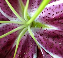 Star Gazer by Cathy Cale