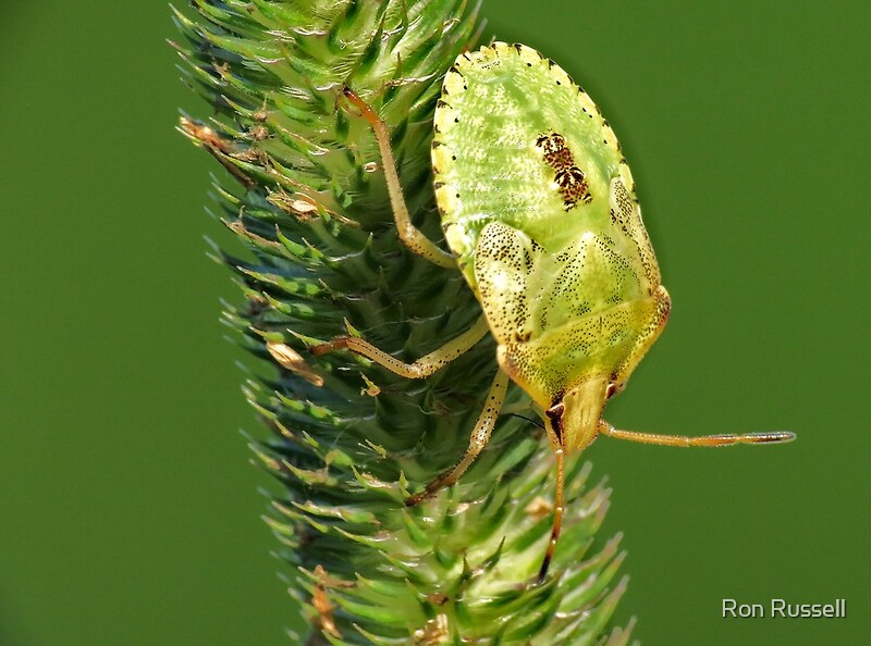 &quot;Brown Marmorated Stink Bug Nymph&quot; by Ron Russell Redbubble