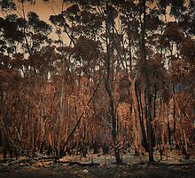 Destructive forest fires, Hermanus,SA by Johanna26
