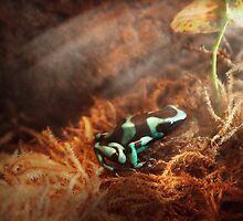 Animal - Frog - Lick the green frog by Mike Savad