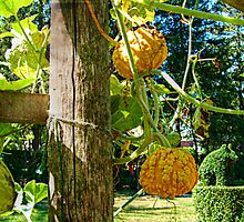 Squash On The Vine by Jane Neill-Hancock