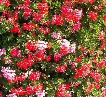 The flowerbed on the street by pisarevg