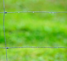 fenced in by metriognome