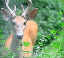 He Came To Me In A Dream And All At Once Beauty Was Defined... by Ainsley Kellar Creations
