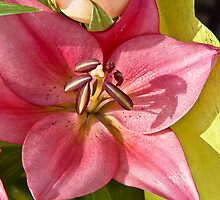 83 lily by pcfyi