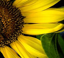 Slice of the Sunflower by designingjudy